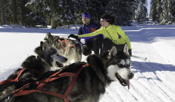 Chiens de traîneaux, Doubs