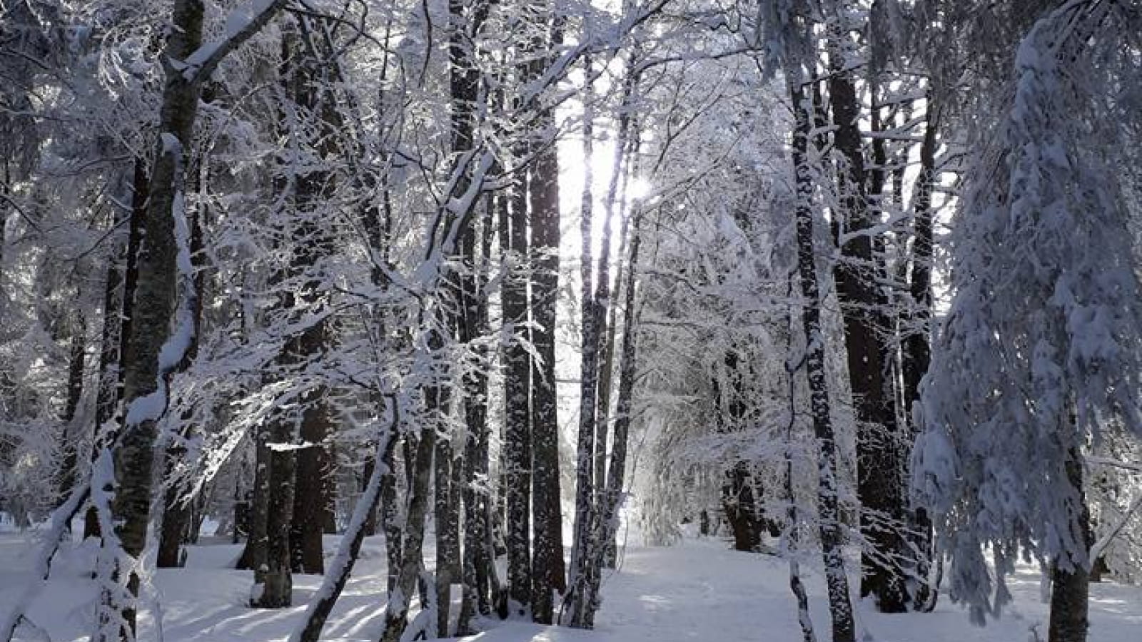 Rando raquettes famille : la forêt dans tous ses états