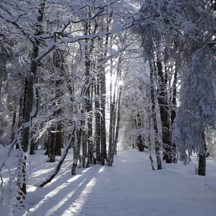 Rando raquettes famille : la forêt dans tous ses états Du 13 janv au 31 mars 2025