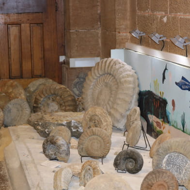 Musée de Paléontologie Géologie et des Minéraux