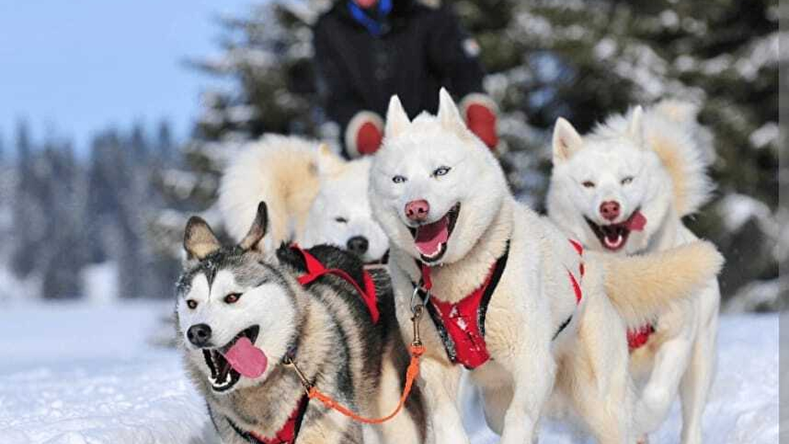 Course de chiens de traîneaux - Amarok Winter Run