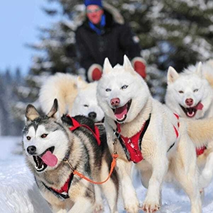 Course de chiens de traîneaux - Amarok Winter Run Du 18/1/2025 au 31/1/2026